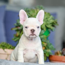 'Snow White' Cocoa and tan pied female - White female French Bulldog puppy in Gulf Breeze, Florida from SW Frenchies