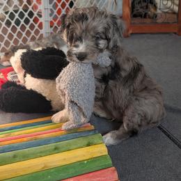Aussiedoodle Puppies from Ridgeview Aussiedoodles