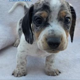 Dachshund Puppies from Greatest Journey Ranchette