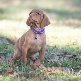 German Shorthaired Pointer and Vizsla Puppies from Nosam Kennels