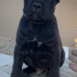 Cane Corso from Deserts Emerald Corsos