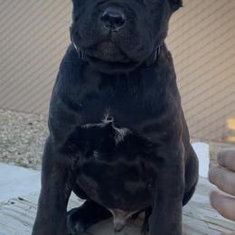 Cane Corso from Deserts Emerald Corsos