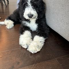 Australian Mountain Doodle Puppies from Magnolia Grove Farms