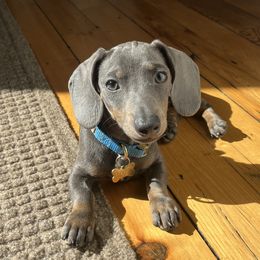 Louie - Dachshund