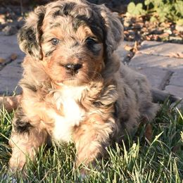 Blue Merle, Speckled Markings, Red highlights - Blue merle female Aussiedoodle puppy in Parma, Idaho from Arena Valley Acres