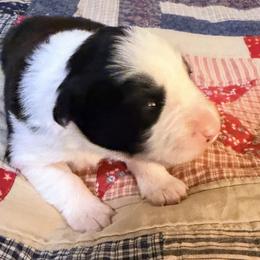 January (Jan) - Black and white female Border Collie puppy in Lebanon, Oregon from Cahill’s Canines