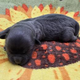 Blue Male - Blue male Shih Tzu puppy in Oakville, Washington from Garrard Creek Shih Tzus