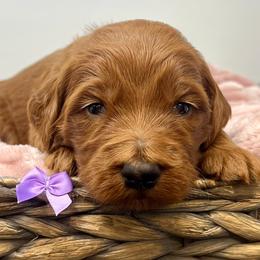 Purple Female - Apricot female Goldendoodle puppy in Great Falls, Montana from Montana Goldendoodles