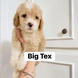 Big Tex (Our Lone Star State litter) - Red  male Goldendoodle puppy in Hopkins County, Texas from Boutique Doodles