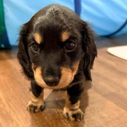 Black and cream white  spot - Black and cream female Dachshund puppy in Pacific, Washington from Han&Jan Doxie’s