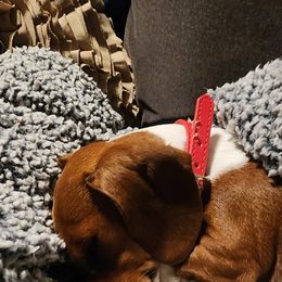 Dachshund All Grown Up from Santina Bourland