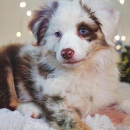 Aussiedoodle, Australian Shepherd, Miniature American Shepherd, and Miniature Australian Shepherd Puppies from Bline's Awesome Aussies