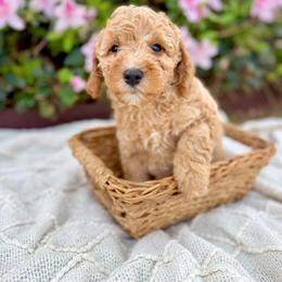 Mr. Blue - Cream male Cavapoo puppy in Goldsboro, North Carolina from The Grantham House