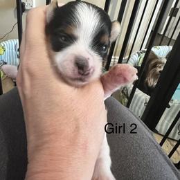 Girl 2 - Black tan and white female Biewer Terrier puppy in Chester, South Carolina from Classic Biewers