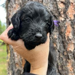 Pepper - Black and white female Aussiedoodle puppy in Clarkston, Washington from Doodle & Poodle Palace