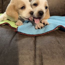 Basset Hound Puppies from Blessed Bassets