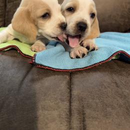 Basset Hound Puppies from Blessed Bassets