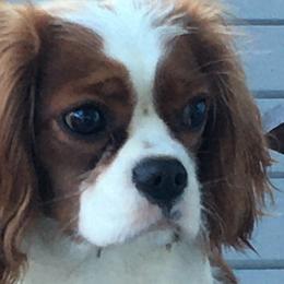Cavalier King Charles Spaniels from Sherri Driskell's Cavalier King Charles Spaniels