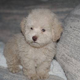 Poodle Puppies from Pawsh Petites