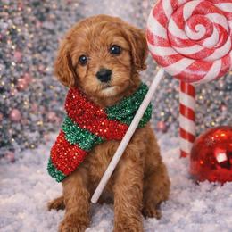 Cedar - Red male Cavapoo puppy in Salem, Oregon from Oregon Poodle Oodle Doodles