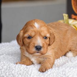 Cindy - Red female Cavapoo puppy in Gap, Pennsylvania from Country View Puppies ( License 18816)