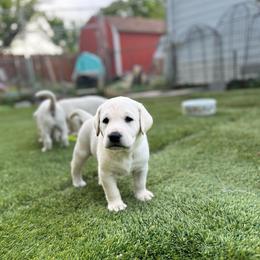 Pink Collar - Yellow female Labrador Retriever puppy in Nampa, Idaho from Gem State English Labrador Retrievers