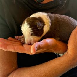 Gio - White and red male Border Collie puppy in North Lakeport, California from Wild Rose Ranch