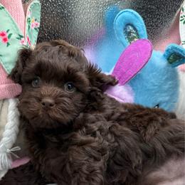 Benson - Brown male Shihpoo puppy in Colonial Beach, Virginia from BeachRidge Pups