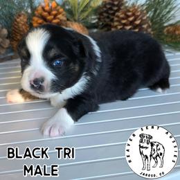 Idris - Black tri male Miniature Australian Shepherd puppy in Jaroso, Colorado from Heaven Sent Aussies