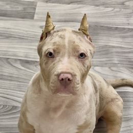 Orange Collar - Chocolate tri-color male American Bully puppy in Mansfield, Texas from Eleven:11 Kennels