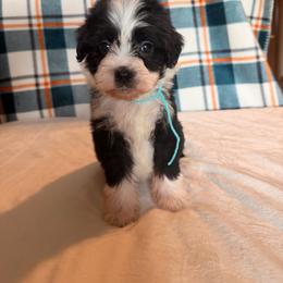 Black Widow - Black and white female Bernedoodle puppy in Luana, Iowa from Country View Bernedoodles and Goldendoodles