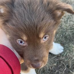 Rocky - Red tri-color male Australian Shepherd puppy in Sioux Falls, South Dakota from ER Aussies