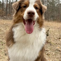 Australian Shepherd Puppies from Sacré-Cœur Australian shepherds