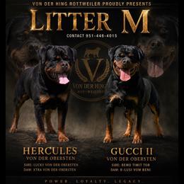 Rottweiler puppies from Von Der Hing Rottweilers