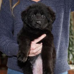 Purple Ribbon - Black female German Shepherd puppy in Howard City, Michigan from Sherman's Shepherds
