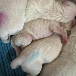 Girls - Light golden female Golden Retriever puppy in Roca, Nebraska from Chastity's Golden Retrievers