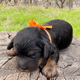 Rebecca - Tri-color female Cavapoo puppy in Redding, California from O’Hara  Doodles