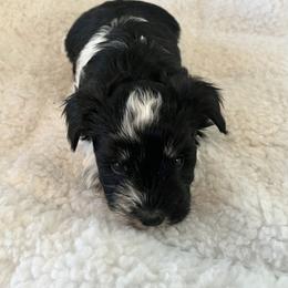Miniature Schnauzer Puppies from A.R Miniature Schnauzers