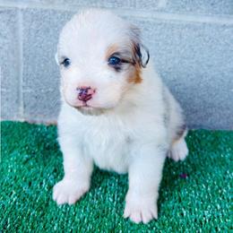 Rex - Blue merle male Australian Shepherd puppy in Harrison, Arkansas from Von Struve Australian Shepherds