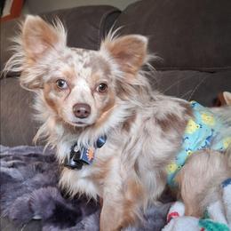 Bendito - Chihuahua