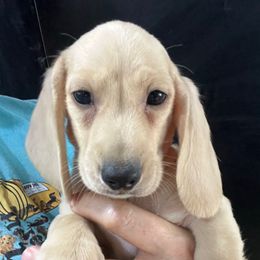 Archie-Boy 2 - Cream male Dachshund puppy in Bigfork, Minnesota from Dachshunds Up North