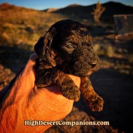 Mr. Yellow - Black phantom male Aussiedoodle puppy in Dolan Springs, Arizona from High Desert Companions