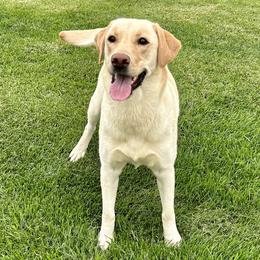Harper - Labrador Retriever