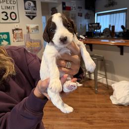 Jack - Brown and white male Bernedoodle puppy in Yuba City, California from Ranch House Doodles