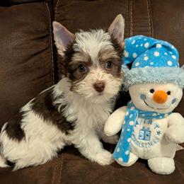 Elfie - Chocolate, tan and white male Yorkshire Terrier puppy in Gatesville, Texas from KontryKritterz Yorkies