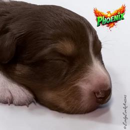 PHOENIX - Red Tri Female - Red tri-color female Australian Shepherd puppy in Gainesville, Texas from Lady Luck Aussies