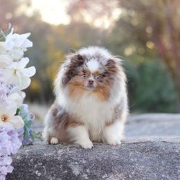 Maple - Pomeranian