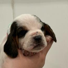 Teal - Black brown and white female Basset Hound puppy in Douglas, Georgia from Huffer Hounds and Havanese