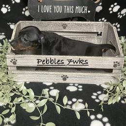 Pebbles (yellow collar) - Black and tan female Dachshund puppy in Saint Albans, Maine from Australian Cattle Cuties and littles