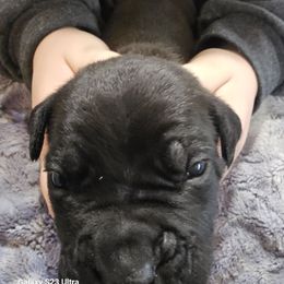 Boy 5 - Black male Cane Corso puppy in Dunnellon, Florida from Touch of Spice Kennels